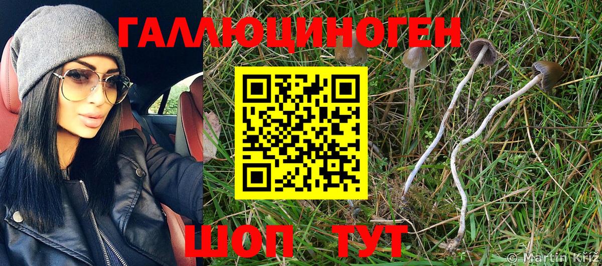 Псилоцибиновые грибы Psilocybe  Вход с VPN  Родники  Псилоцибиновые грибы Psilocybine cubensis 